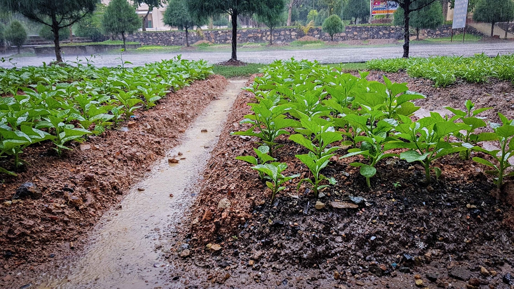 Để có luống rau xanh tốt như thế này, cán bộ, chiến sĩ phải mất gần 1 năm cải tạo, bổ sung chất hữu cơ cho đất.